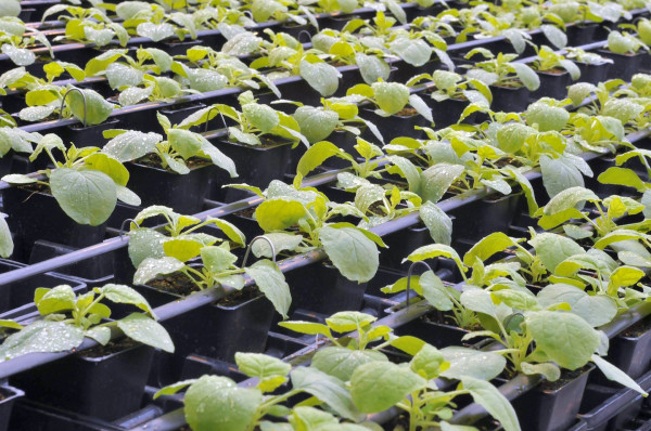 Κοροναϊός: Πράσινο φως στο πρώτο εμβόλιο από γενετικά τροποποιημένα φυτά