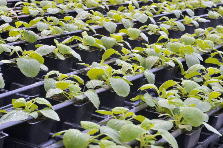 Κοροναϊός: Πράσινο φως στο πρώτο εμβόλιο από γενετικά τροποποιημένα φυτά