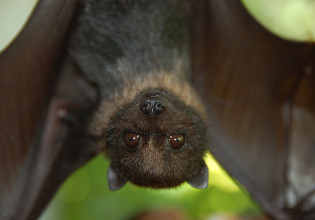 Kοινό σημείο στις ακίδες των κοροναϊών ανοίγει δρόμο για νέο εμβόλιο