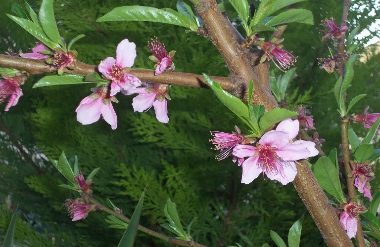 Πυρηνόκαρπα: Κρίσιμες επεμβάσεις για ασθένειες και εντομολογικούς εχθρούς