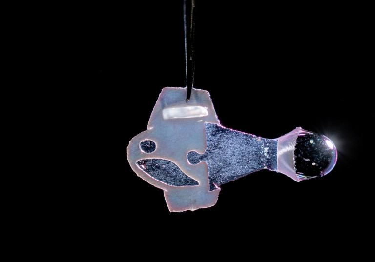 Ψάρι φτιαγμένο από ανθρώπινα κύτταρα κολυμπά σαν αληθινό