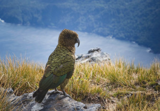 Νέα Ζηλανδία: Viral βίντεο με σκηνοθέτη… παπαγάλο