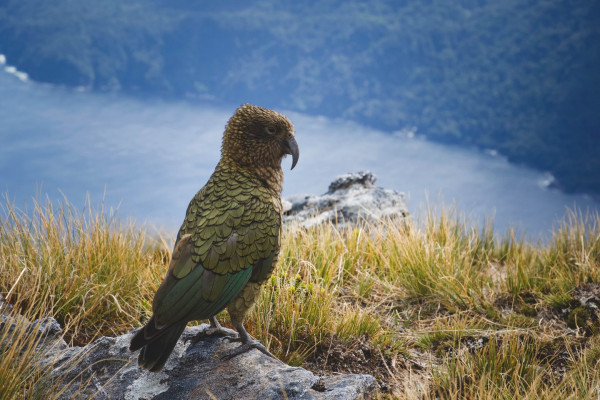 Νέα Ζηλανδία: Viral βίντεο με σκηνοθέτη… παπαγάλο