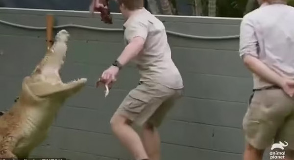 Τεράστιος κροκόδειλος κυνήγησε τον γιο του «Κροκοδειλάκια»