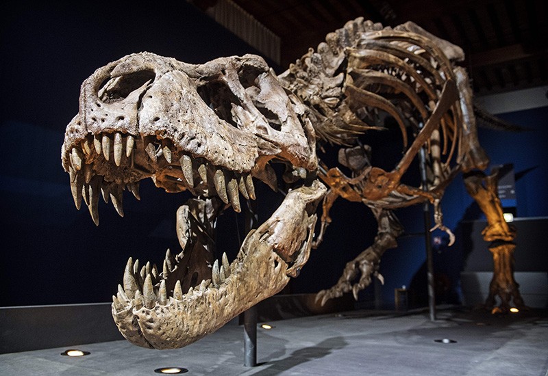Δεινόσαυροι: Η απίστευτη ανακάλυψη επιστημόνων σε απολίθωμα 150 εκατ. ετών