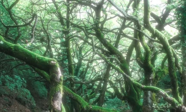 Το μυστηριώδες δάσος στην Ελλάδα με τα δέντρα που χορεύουν
