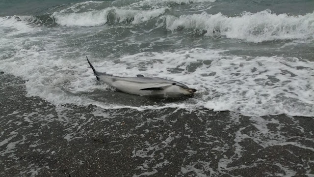 Μυτιλήνη: Νεκρό δελφίνι στην παραλία της Νυφίδας – Πάλευε μόνο του για να σωθεί