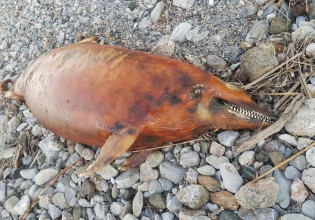 Λέσβος: Νεκρό δελφίνι περιμένει κάποιον να το θάψει μετά από ένα μήνα