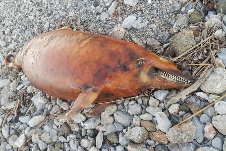 Λέσβος: Νεκρό δελφίνι περιμένει κάποιον να το θάψει μετά από ένα μήνα