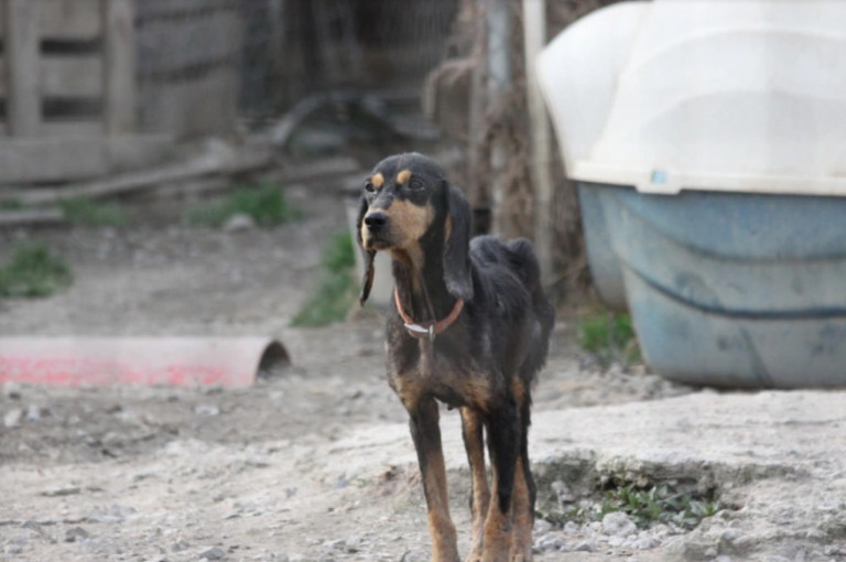 Σπάρτη: Οι πρώτες συλλήψεις για τα κυνοκομεία – κολαστήρια