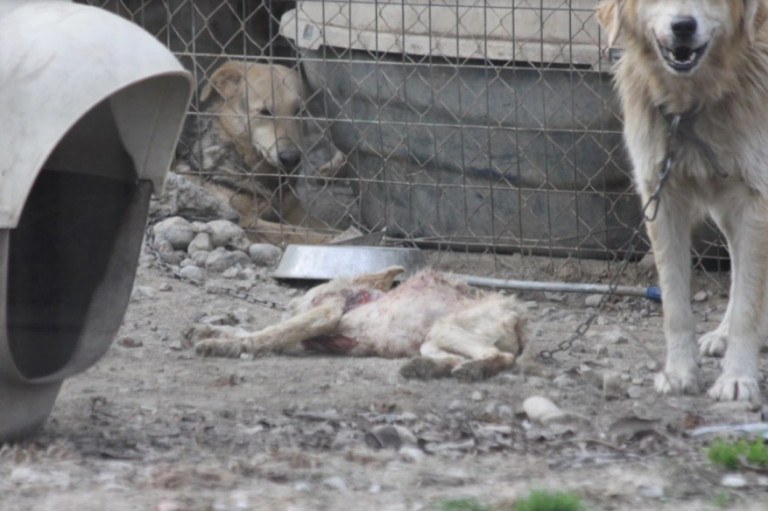 Σπάρτη: Φρικτές εικόνες από το δημοτικό κυνοκομείο – Βασανισμοί και αργός θάνατος για τα αδέσποτα