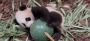 Το γιγάντιο πάντα της Σιγκαπούρης και το ξενοδοχείο σκύλων στη Νότια Αφρική