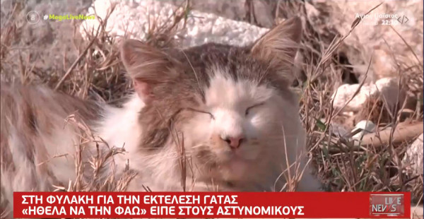 Εσφαξε γατάκι: Δικάζεται ο πρώτος προφυλακισμένος για θανάτωση ζώου – «Ηθελε να το φάει»