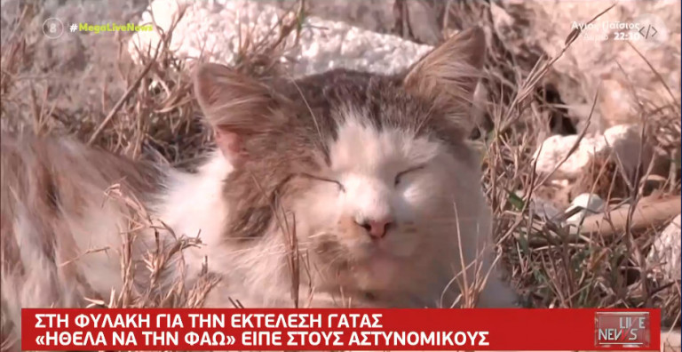 Εσφαξε γατάκι: Δικάζεται ο πρώτος προφυλακισμένος για θανάτωση ζώου – «Ηθελε να το φάει»