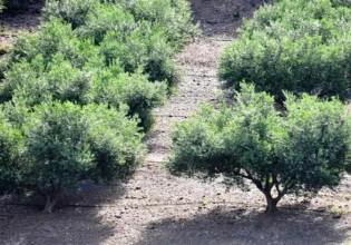 Ελιά: Προστασία από τις χαμηλές θερμοκρασίες – Πώς θα διακοπεί ο λήθαργος