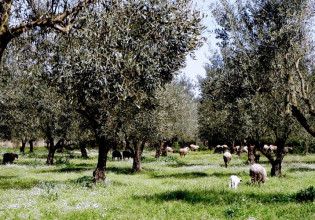 Ελιά: Καρκίνωση ή φυματίωση – Συνθήκες μόλυνσης και τρόπος αντιμετώπισης