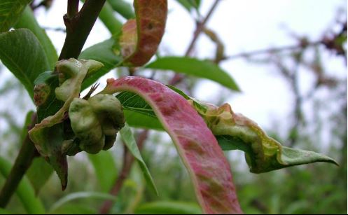 Ροδακινιά: Πώς θα αντιμετωπίσετε τις προσβολές από εξωασκό