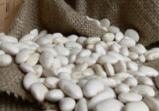 Φασόλια: Τα καλλιεργητικά χαρακτηριστικά των ελληνικών ποικιλιών – Οι στρεμματικές αποδόσεις