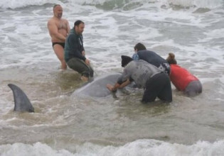Κέρκυρα: Διασώθηκαν και οδηγήθηκαν στα βαθιά τρεις ζιφιοί που εξόκειλαν σε ακτές