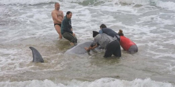 Κέρκυρα: Διασώθηκαν και οδηγήθηκαν στα βαθιά τρεις ζιφιοί που εξόκειλαν σε ακτές