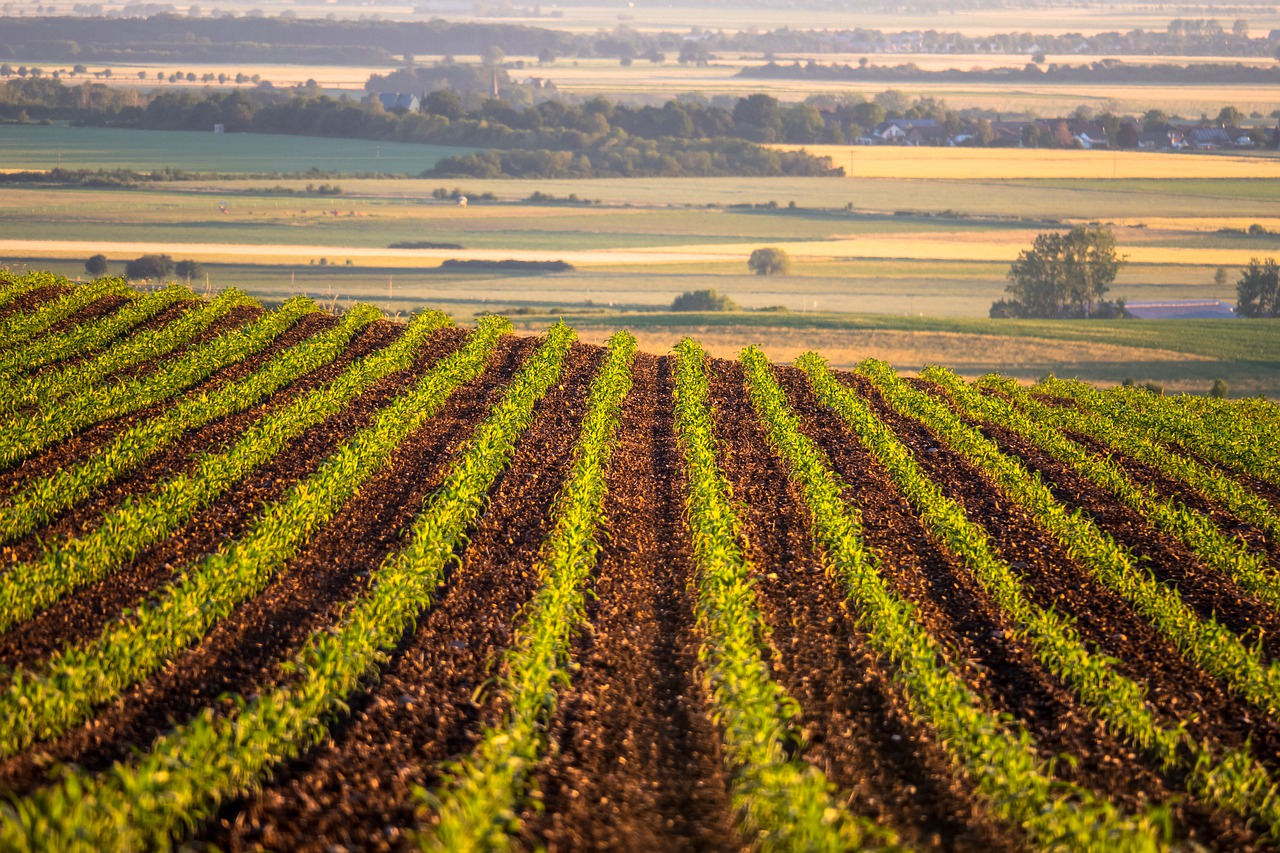 ΕΕ: Πώς διαμορφώθηκε η δυναμική της βιολογικής γεωργίας