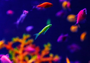 Μεταλλαγμένα ψάρια που λάμπουν εισέβαλαν σε ποτάμια της Βραζιλίας