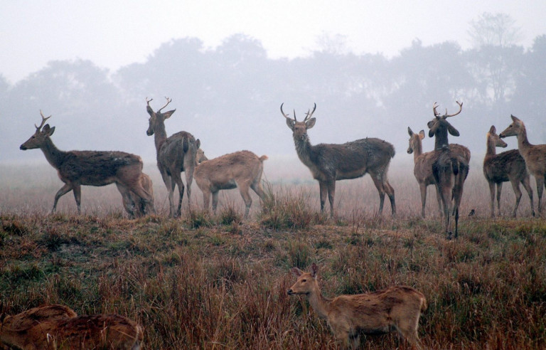 Ισπανία: Κυνηγοί πλήρωσαν 1.000 ευρώ ο καθένας για να σκοτώσουν 450 ελάφια