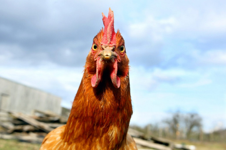 ΗΠΑ: Οι φρουροί απέτρεψαν την εισβολή μιας… κότας στο Πεντάγωνο