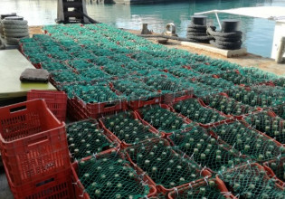 «Βυθισμένο» κελάρι στην Κρήτη: Μία πρωτότυπη μέθοδος παλαίωσης κρασιού