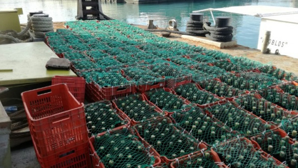 «Βυθισμένο» κελάρι στην Κρήτη: Μία πρωτότυπη μέθοδος παλαίωσης κρασιού