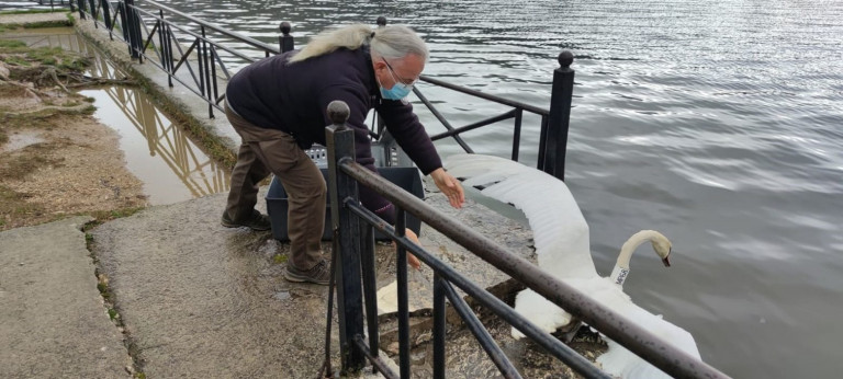 Στη λίμνη Παμβώτιδα μεταφέρθηκε ο θλιμμένος κύκνος που έχασε το ταίρι του