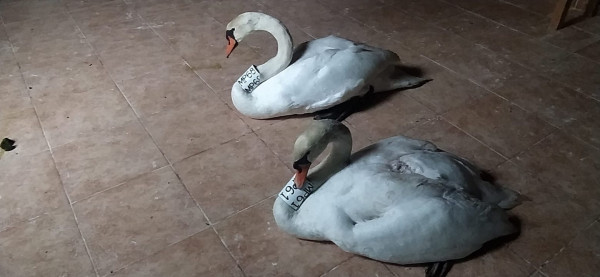 Καστοριά: Μαθήματα αγάπης και αφοσίωσης από ένα ζευγάρι κύκνων