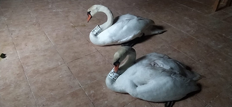 Καστοριά: Μαθήματα αγάπης και αφοσίωσης από ένα ζευγάρι κύκνων