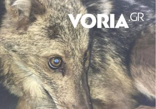 Θεσσαλονίκη: Τραυματισμένο λυκάκι βρήκε καταφύγιο σε βιβλιοπωλείο