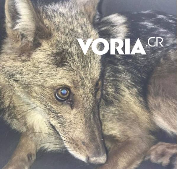 Θεσσαλονίκη: Τραυματισμένο λυκάκι βρήκε καταφύγιο σε βιβλιοπωλείο