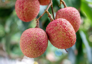 Υποτροπικά φυτά: Παίρνουν θέση στην ελληνική αγροτική παραγωγή