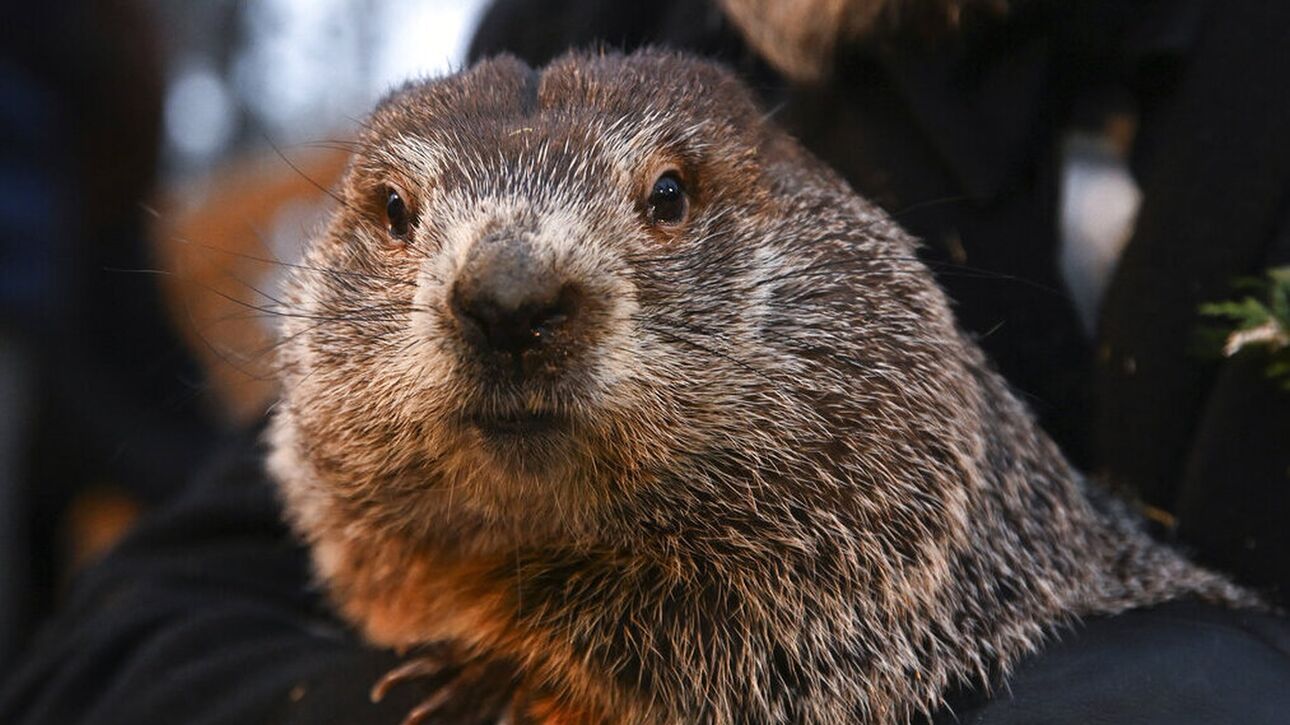 Πόσο θα διαρκέσει ακόμα ο χειμώνας – Η μαρμότα έκανε την πρόβλεψή της