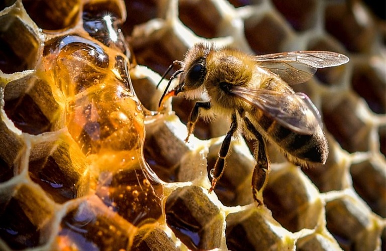 Μελισσοκομία: Πώς χρησιμοποιείται ο καπνός για την επιθεώρηση των μελισσιών