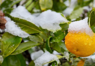 Αποζημιώσεις ΕΛΓΑ: Ξεπέρασαν τα 400 εκατ. για το 2021