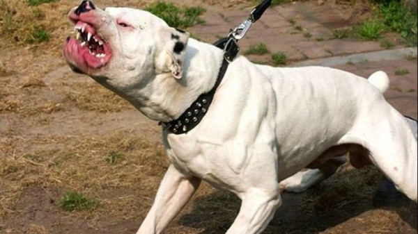 Γλυκά Νερά: Άγρια επίθεση πιτ μπουλ σε γυναίκα δίπλα σε παιδική χαρά