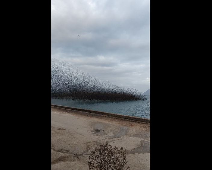 Πάτρα: «Μαύρισε» ο ουρανός από τα πουλιά στο Ρίο - Eντυπωσιακό βίντεο