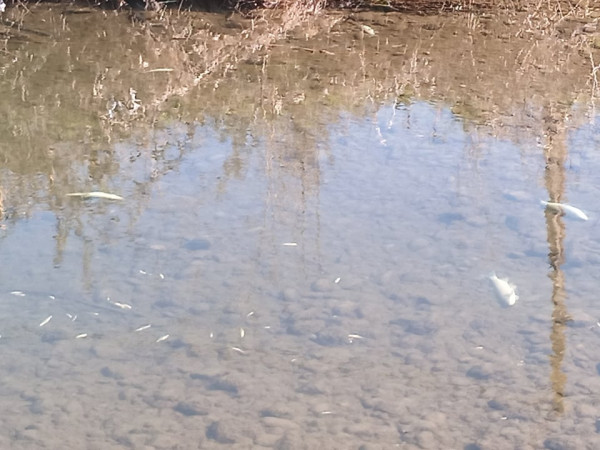 Τρίκαλα: Δεκάδες νεκρά ψάρια στο Ληθαίο ποταμό