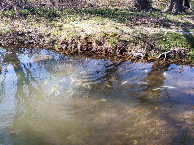 Τρίκαλα: Δεκάδες νεκρά ψάρια στο Ληθαίο ποταμό