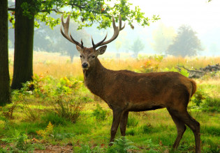 ΗΠΑ: Εντοπίστηκαν κρούσματα της Όμικρον σε ελάφια – Τι ανησυχεί τους ερευνητές