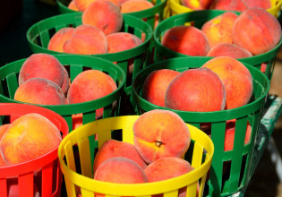 Ροδάκινα – νεκταρίνια: Εμφάνιση σπασμένων πυρήνων κατά τη συγκομιδή – Που οφείλεται