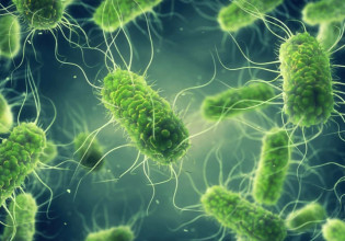 Outbreak of salmonella from infected eggs in Europe – Τhe situation in Greece