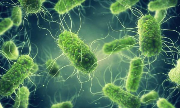 Outbreak of salmonella from infected eggs in Europe – Τhe situation in Greece