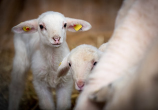 Αιγοπροβατοτρόφοι: Ποια δικαιολογητικά πρέπει να προσκομίσουν για τη συνδεδεμένη