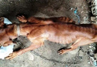 Χανιά: Σκύλος βρέθηκε σκελετωμένος και αλυσοδεμένος (Εικόνες)