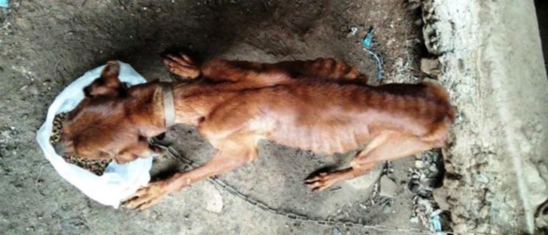 Χανιά: Σκύλος βρέθηκε σκελετωμένος και αλυσοδεμένος (Εικόνες)